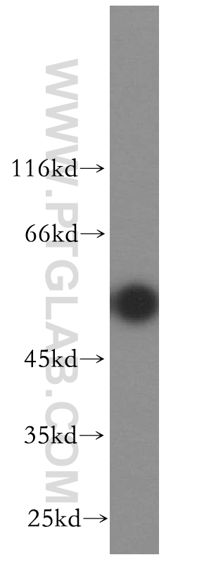 WB analysis of HepG2 using 18848-1-AP