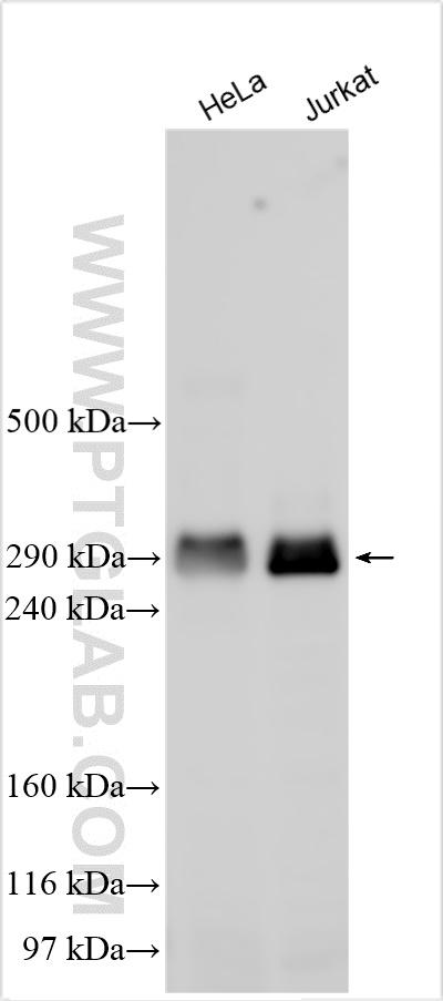 WB analysis using 20695-1-AP