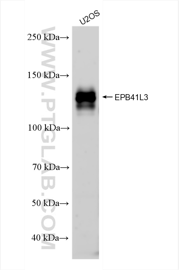 WB analysis of U2OS using 83275-2-RR