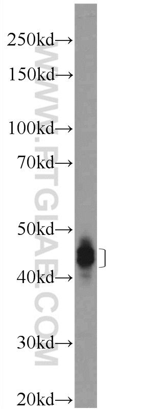 WB analysis of rat brain using 16808-1-AP