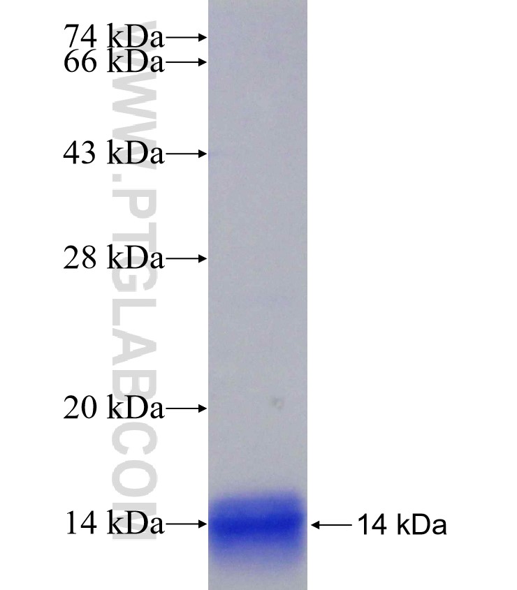 EPHA4 fusion protein Ag30331 SDS-PAGE