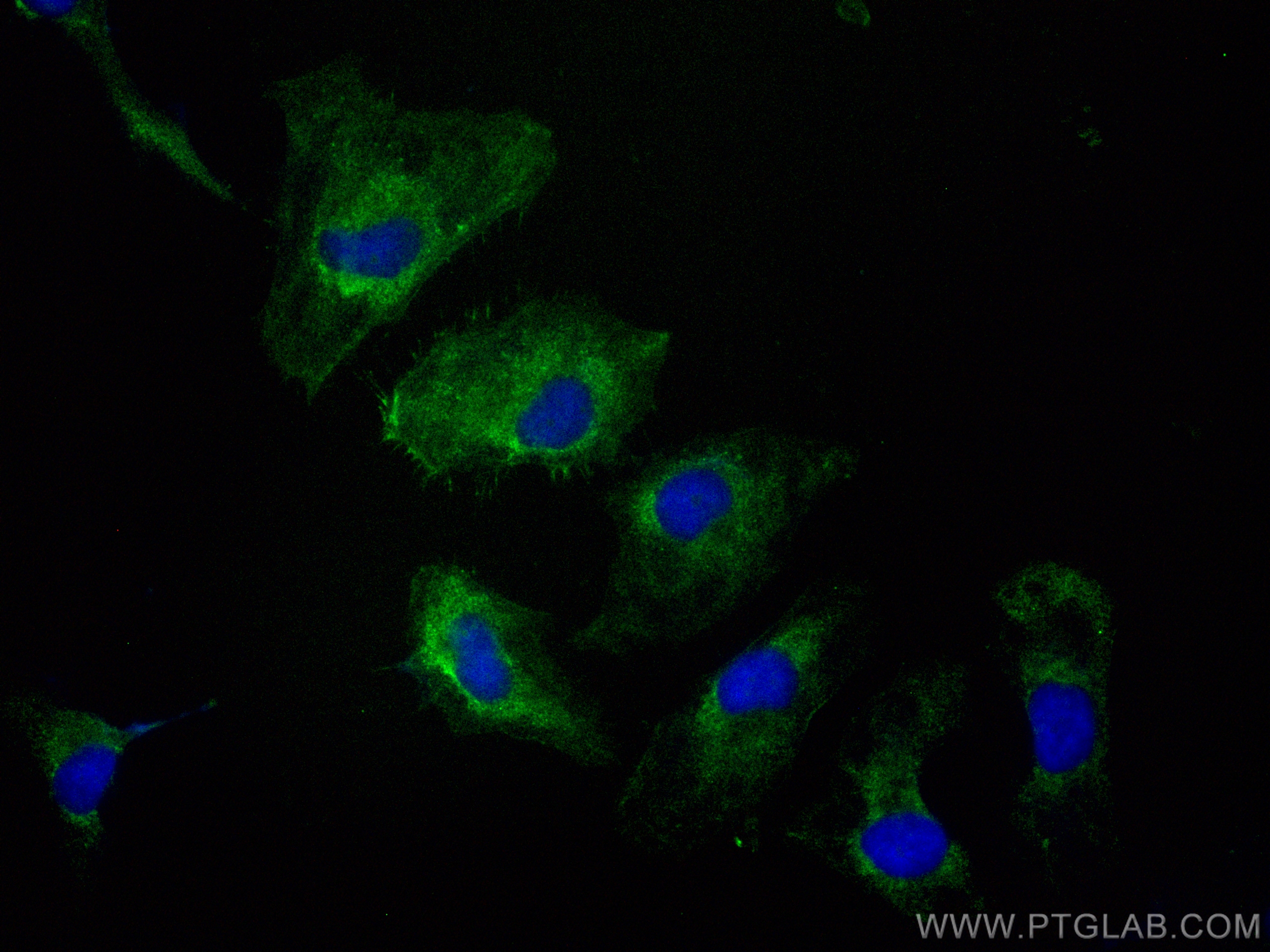 IF Staining of HeLa using CL488-66975