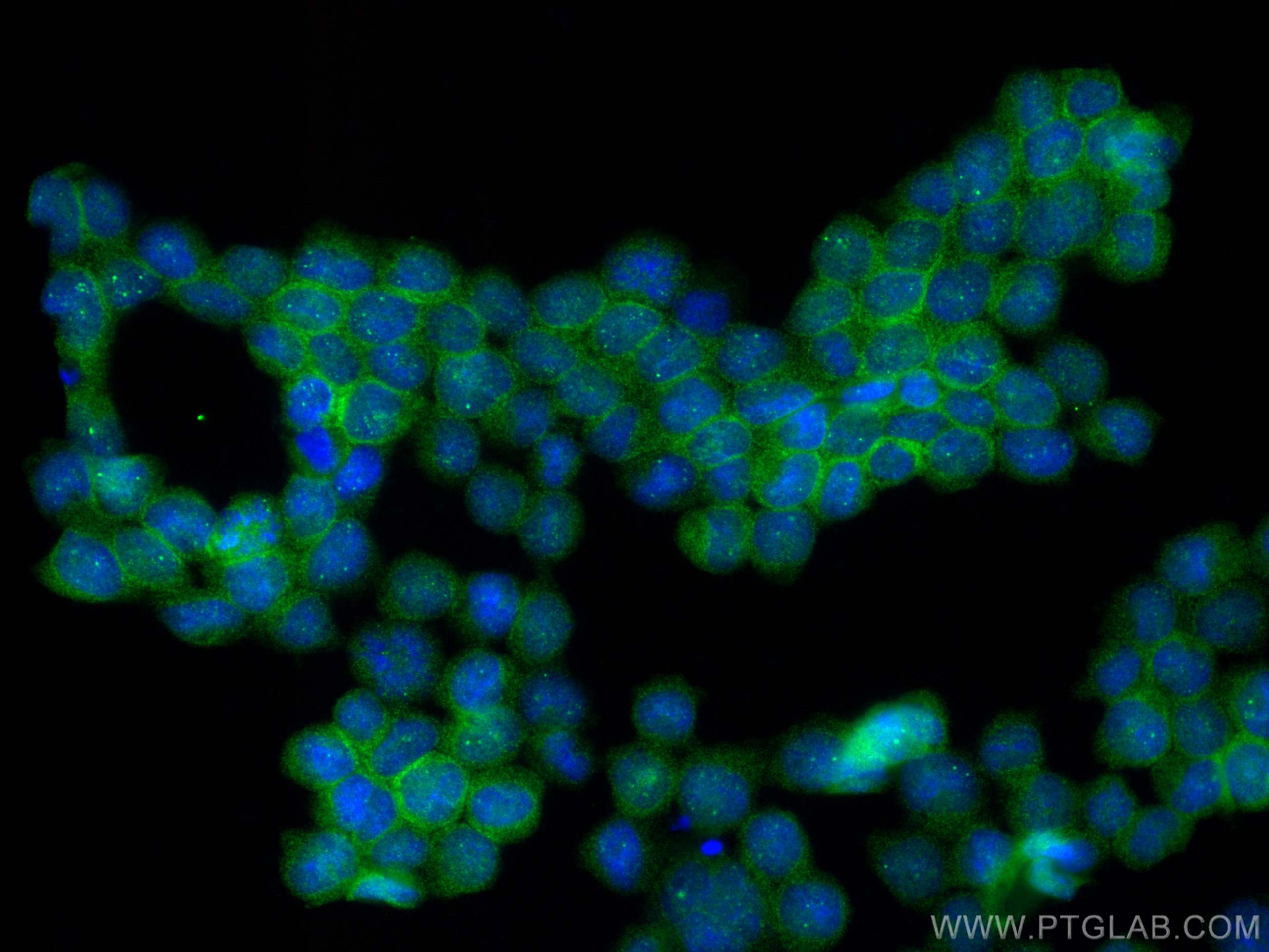 IF Staining of TF-1 using 83056-4-RR (same clone as 83056-4-PBS)