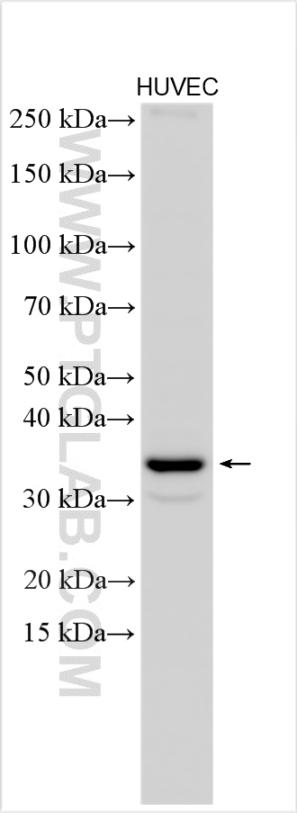 WB analysis using 11627-1-AP