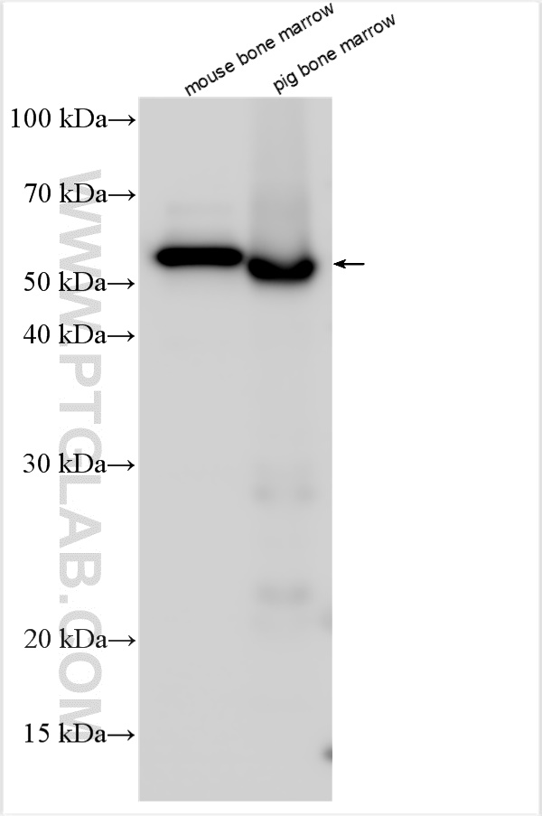 WB analysis using 29755-1-AP