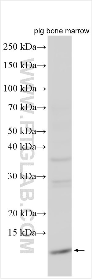 WB analysis using 13643-1-AP