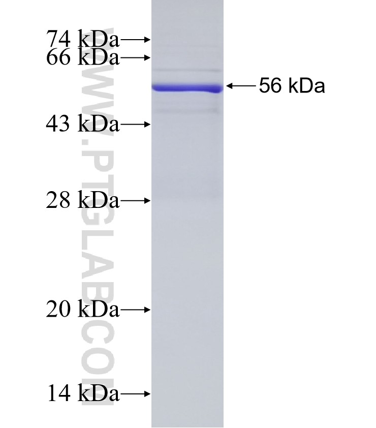 ERBB3 fusion protein Ag33036 SDS-PAGE