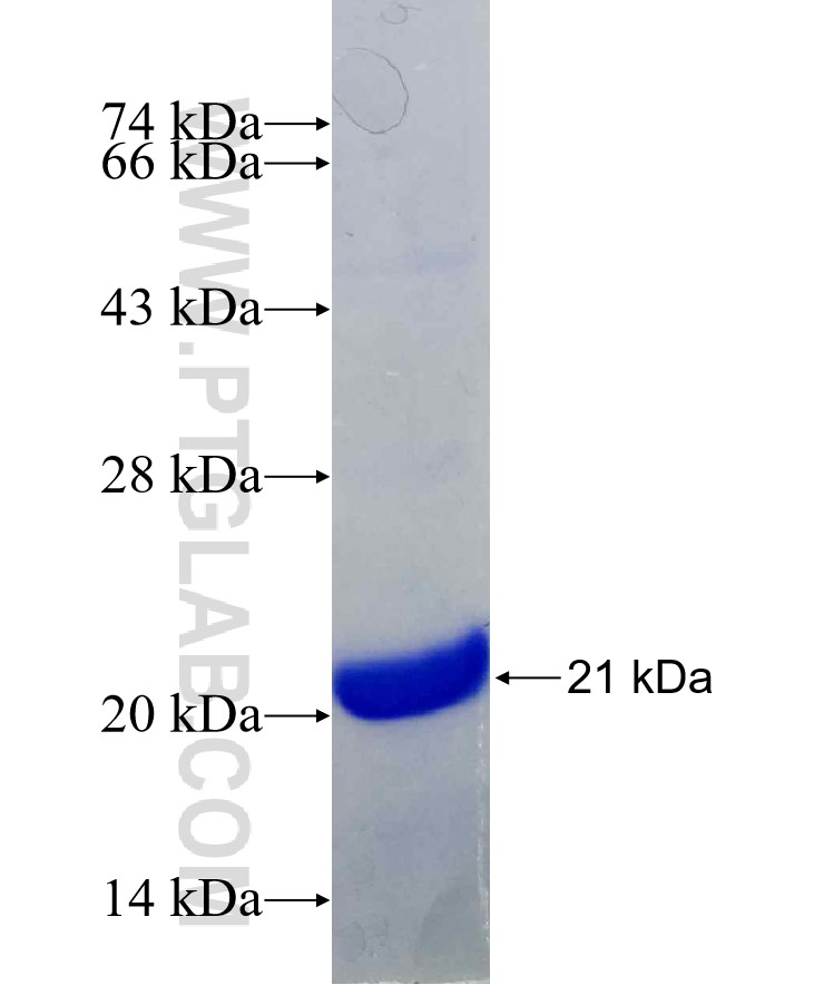 ERG fusion protein Ag30005 SDS-PAGE