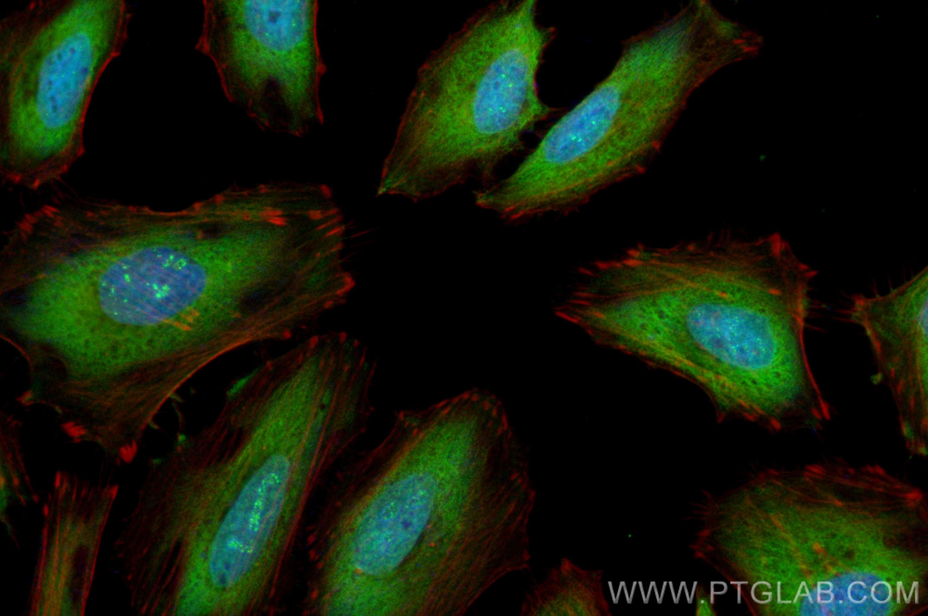 IF Staining of HeLa using CL488-83533