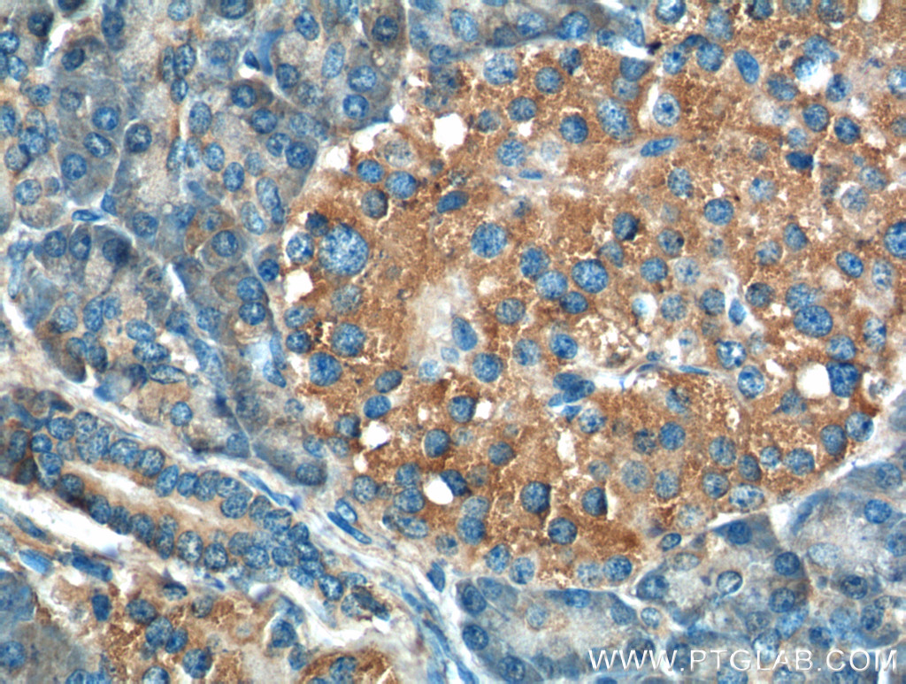 IHC staining of human pancreas using 18312-1-AP