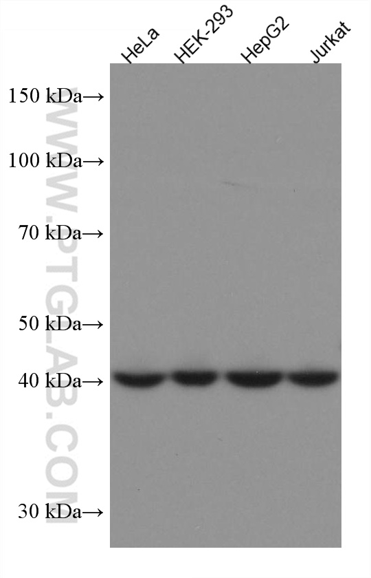 WB analysis using 67426-1-Ig