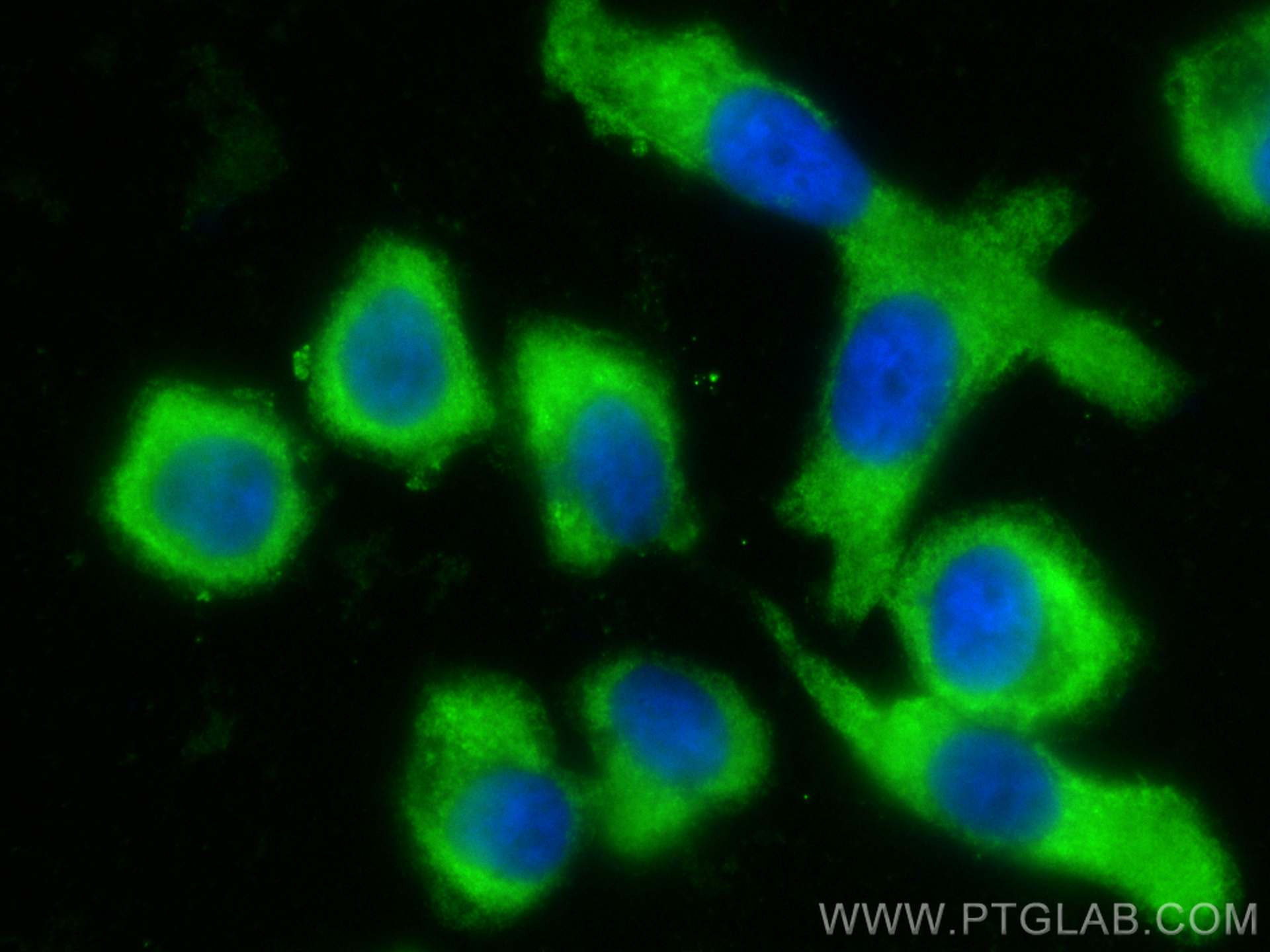 IF Staining of PC-3 using CL488-66365