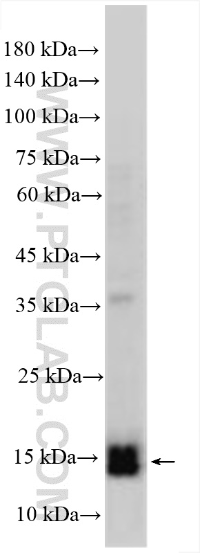 WB analysis of HUVEC using 12355-1-AP