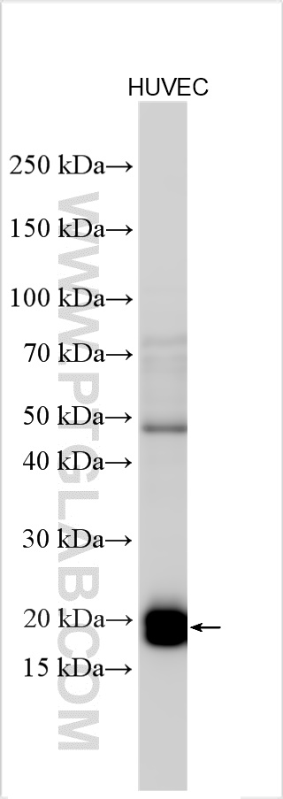 WB analysis using 32079-1-AP