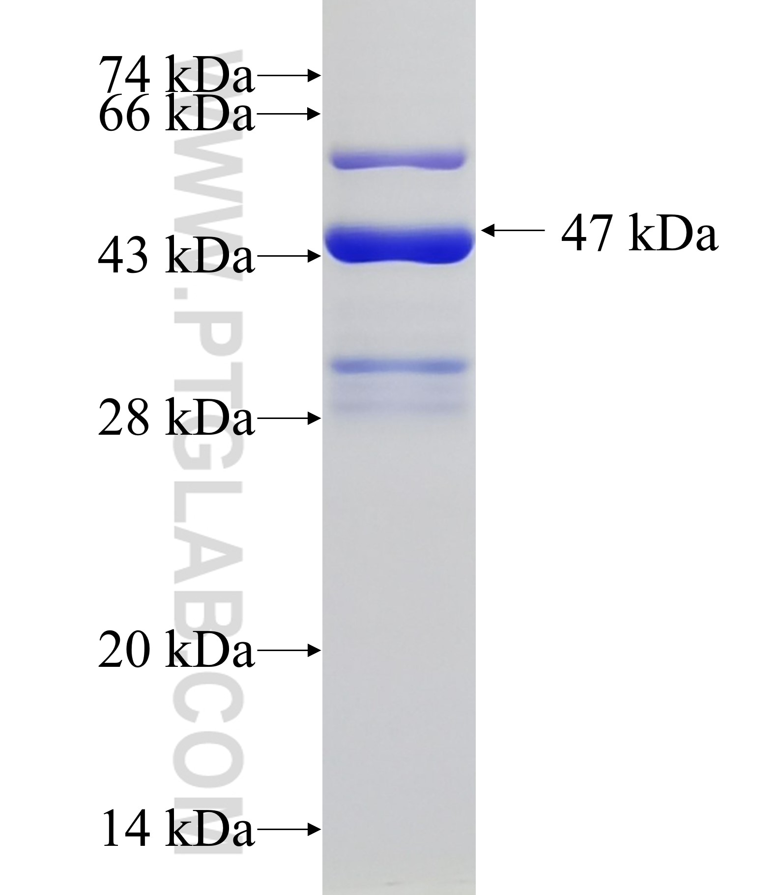 ESR2 fusion protein Ag33524 SDS-PAGE