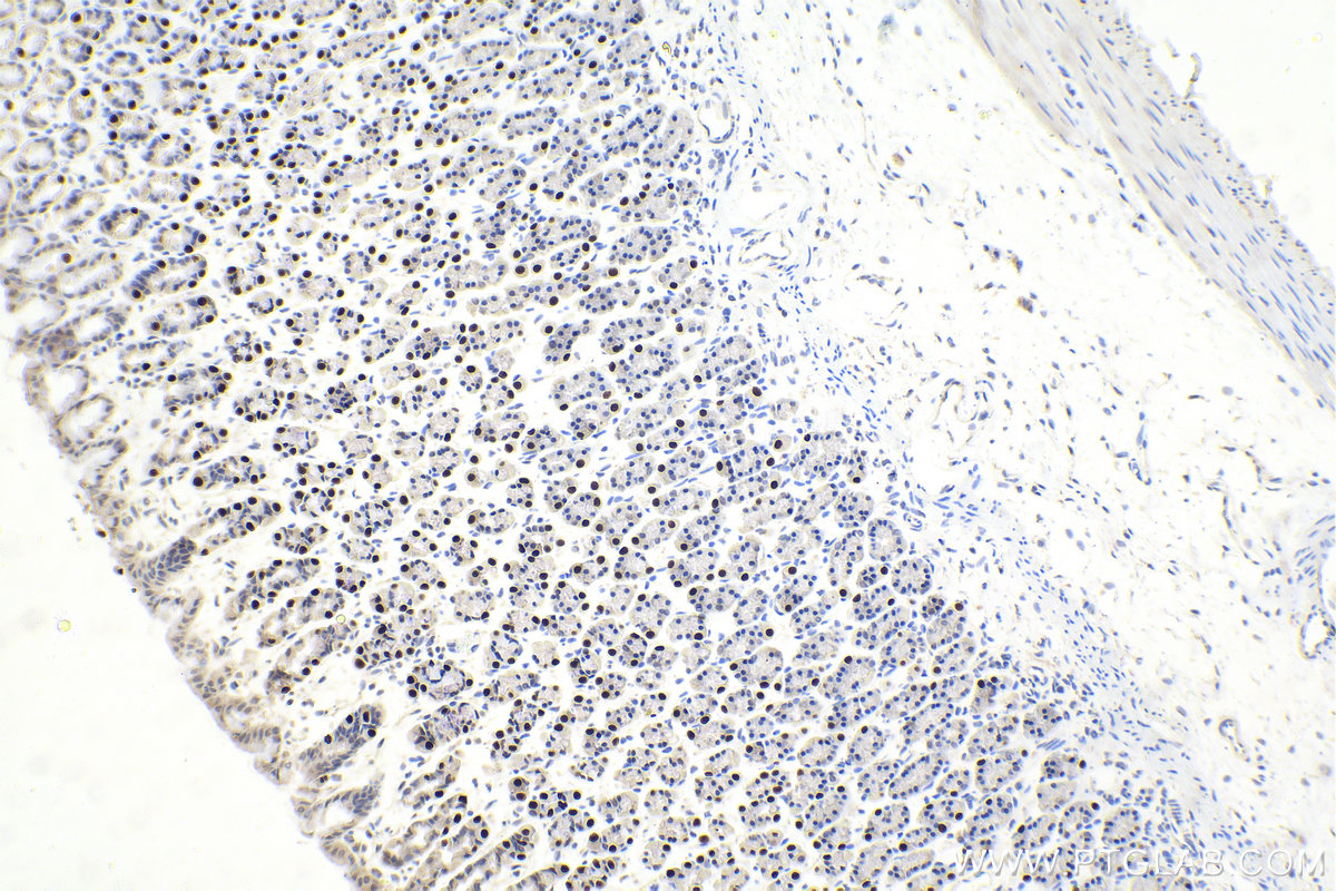 IHC staining of rat stomach using 14017-1-AP