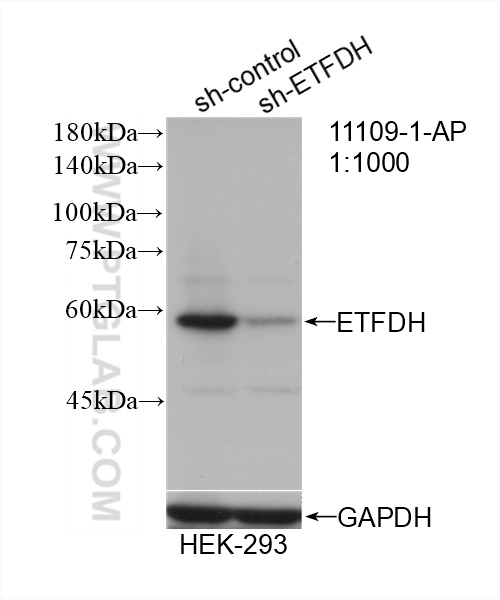 WB analysis of HEK-293 using 11109-1-AP