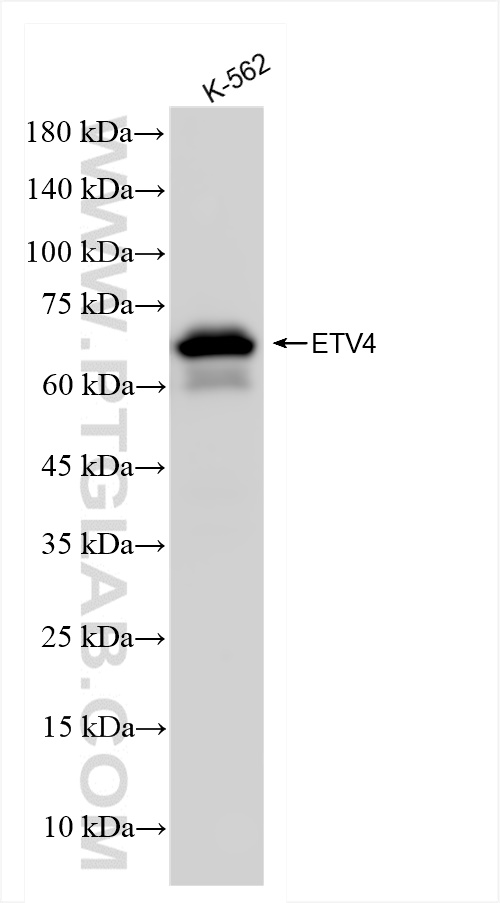 WB analysis of K-562 using 83891-6-RR