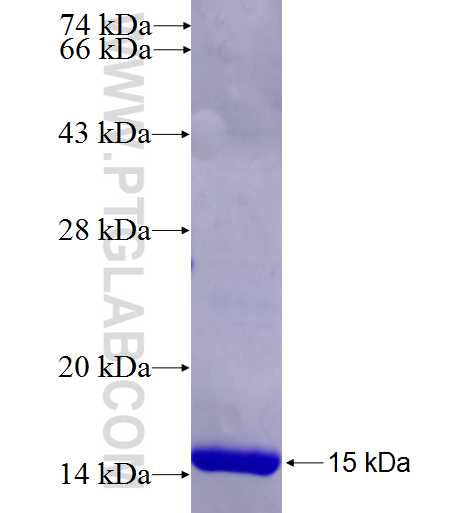 EVI5 fusion protein Ag26749 SDS-PAGE