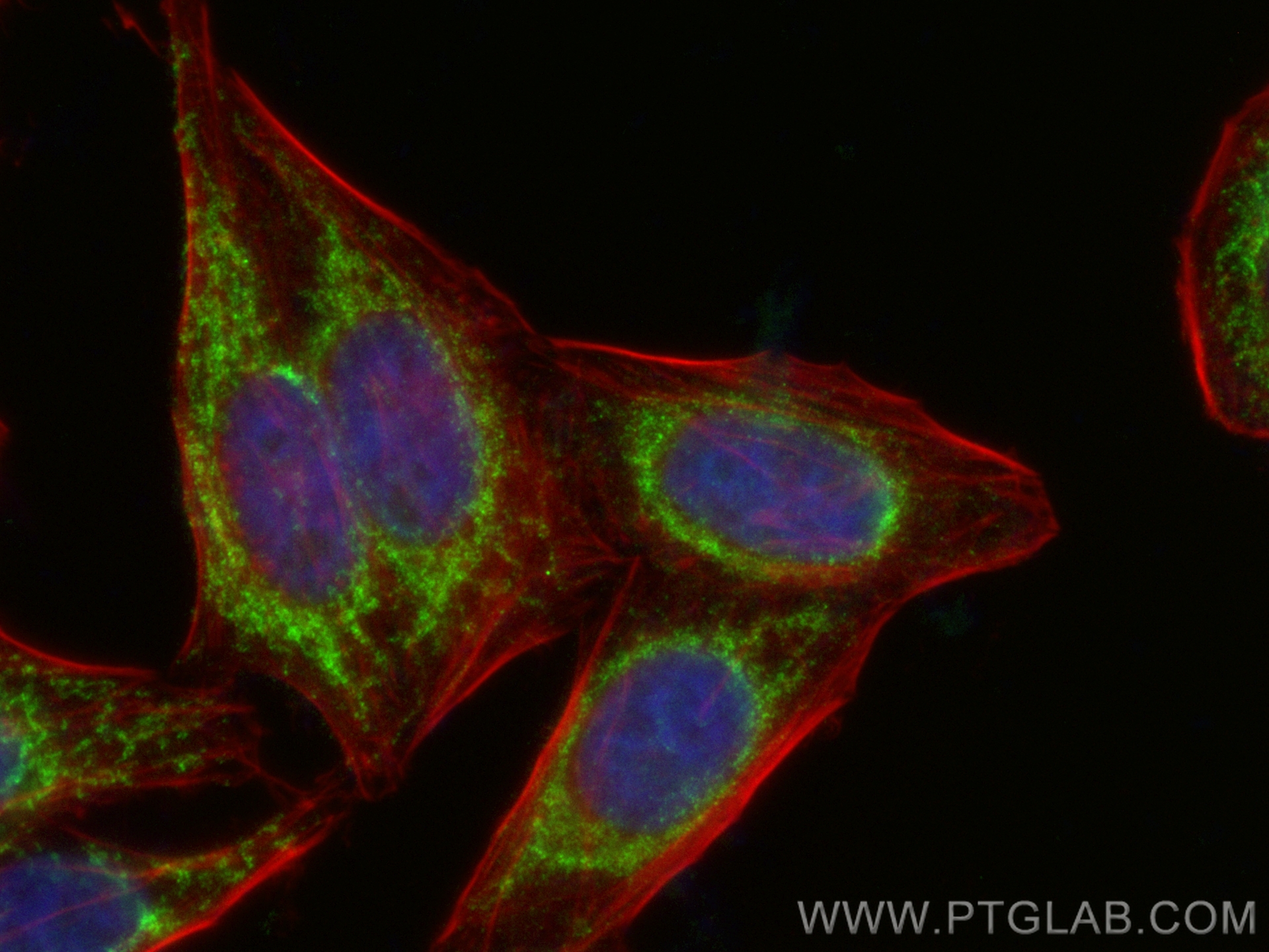 IF Staining of HepG2 using CL488-20138