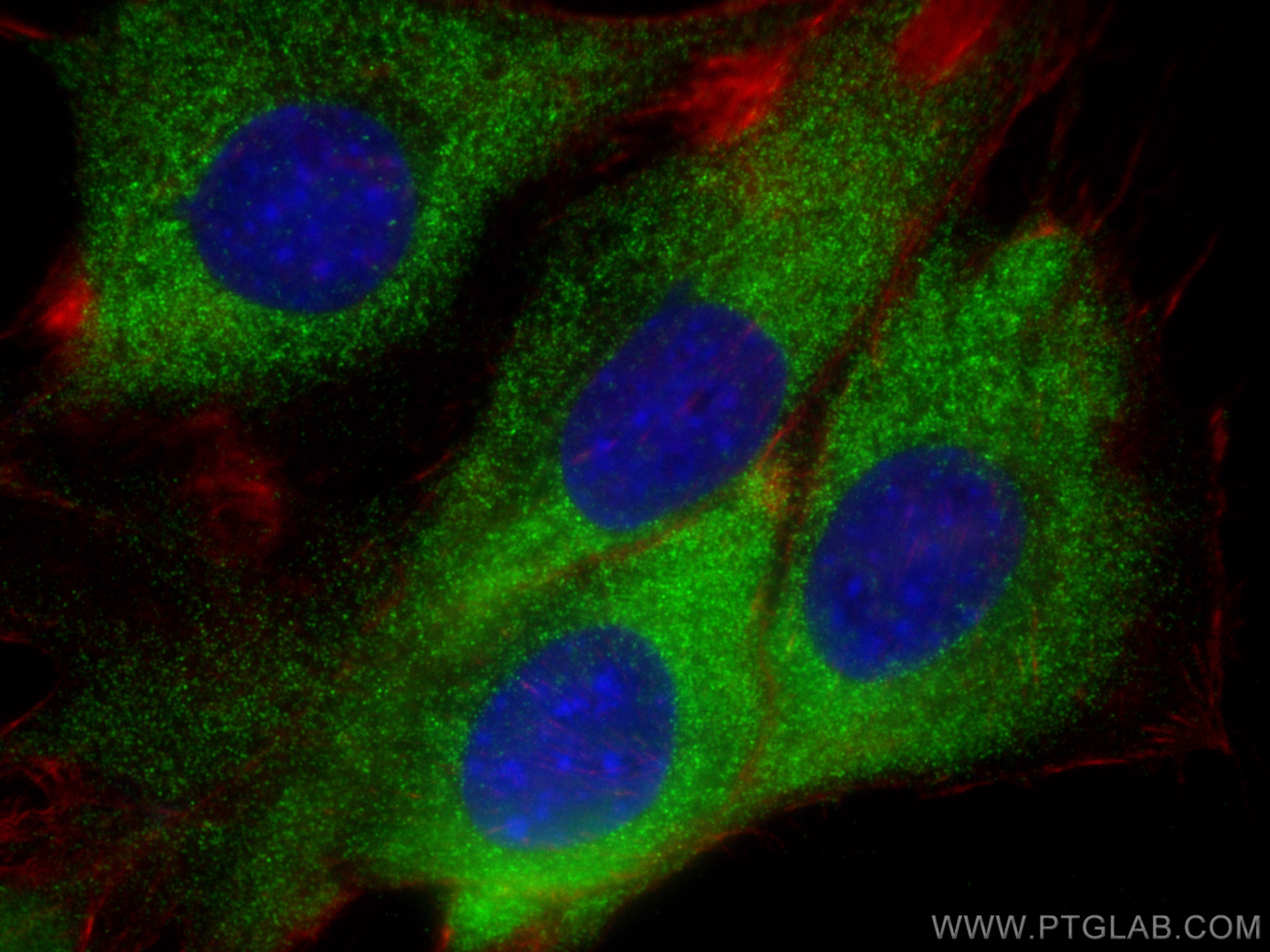 IF Staining of C2C12 using 11690-1-AP