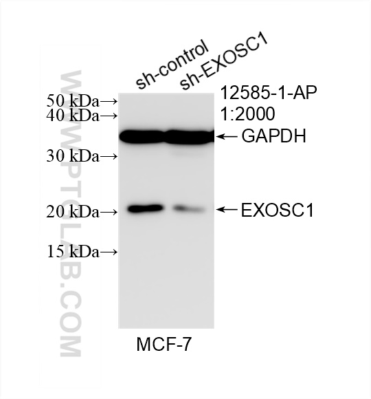 WB analysis of MCF-7 using 12585-1-AP