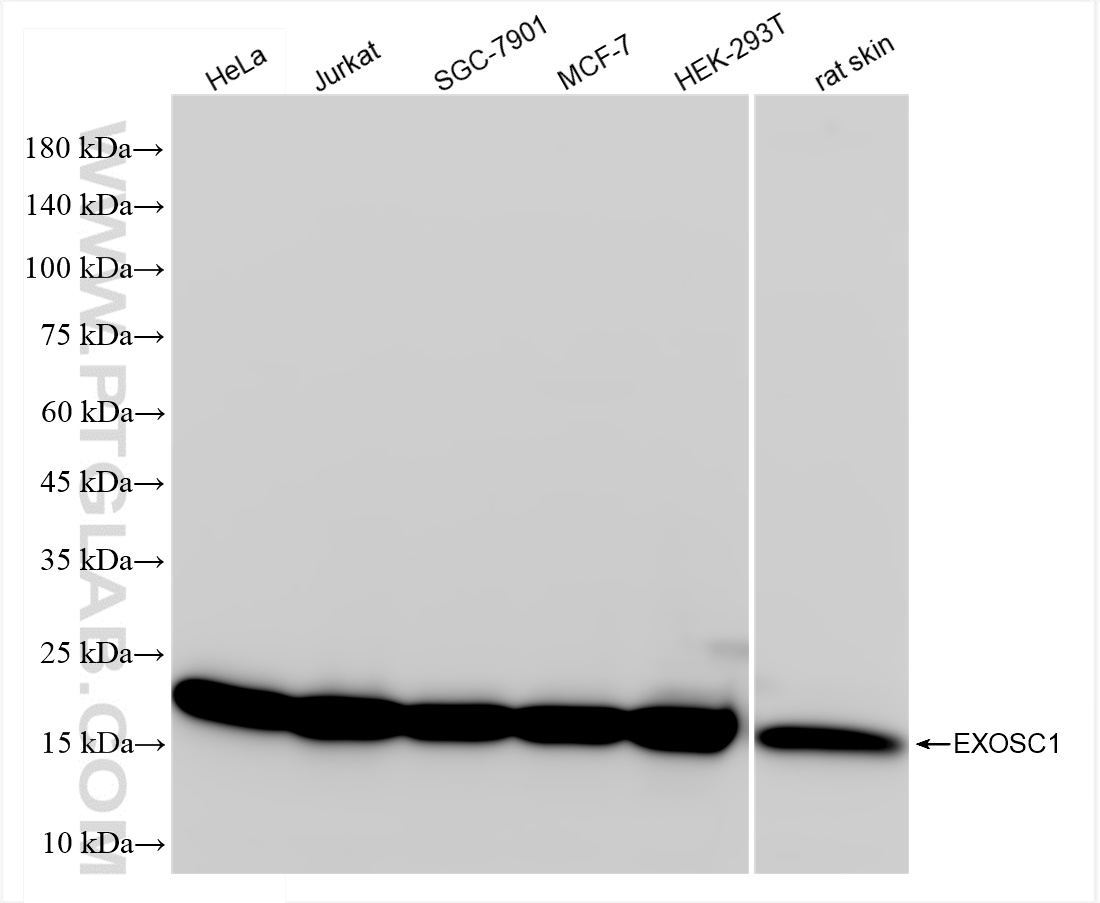 WB analysis using 83875-5-RR