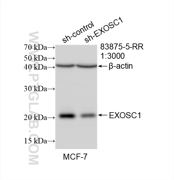 WB analysis of MCF-7 using 83875-5-RR