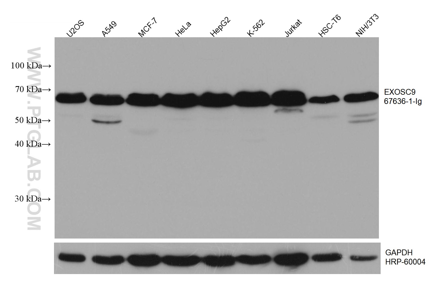 WB analysis using 67636-1-Ig