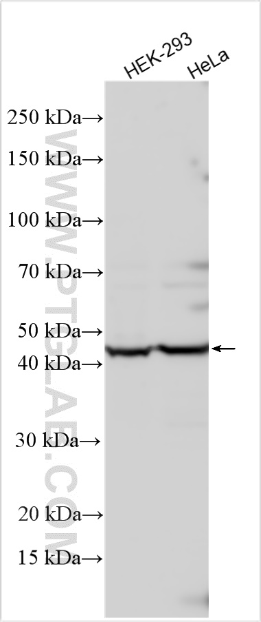 WB analysis using 12828-1-AP