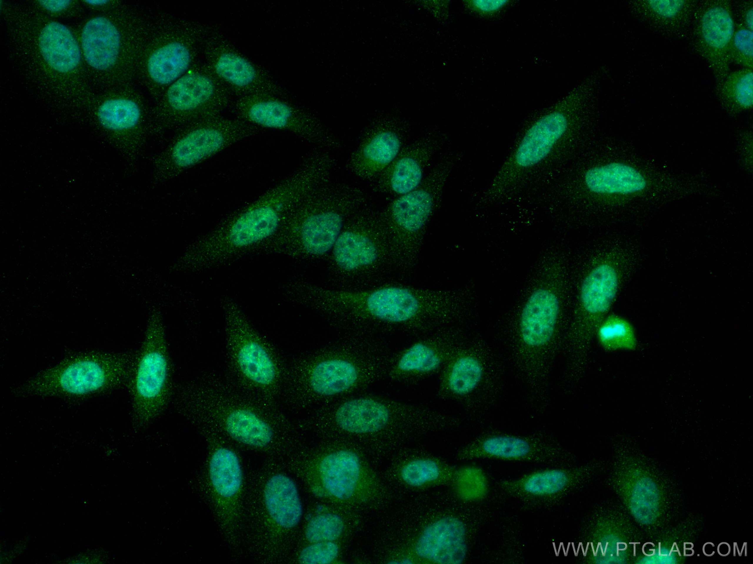 IF Staining of HepG2 using 21800-1-AP