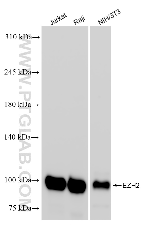 WB analysis using 84824-2-RR (same clone as 84824-2-PBS)