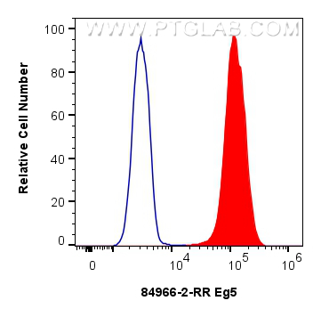 FC experiment of HeLa using 84966-2-RR (same clone as 84966-2-PBS)