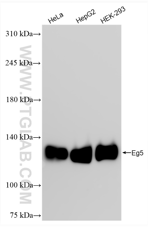 WB analysis using 84966-2-RR