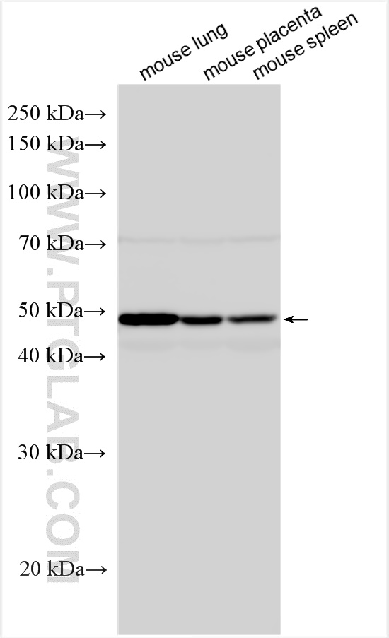 WB analysis using 26533-1-AP