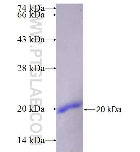 F11R fusion protein Ag25656 SDS-PAGE