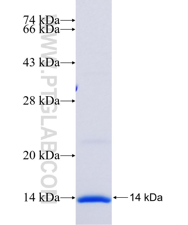 F2R fusion protein Ag24366 SDS-PAGE