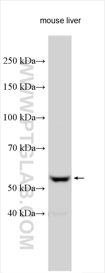 WB analysis using 23058-1-AP