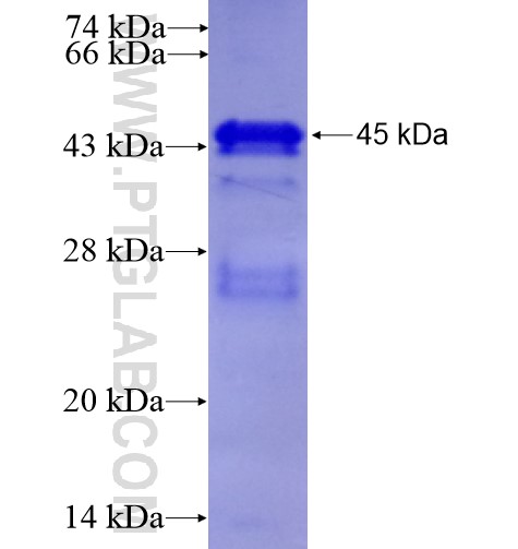 FA2H fusion protein Ag7717 SDS-PAGE