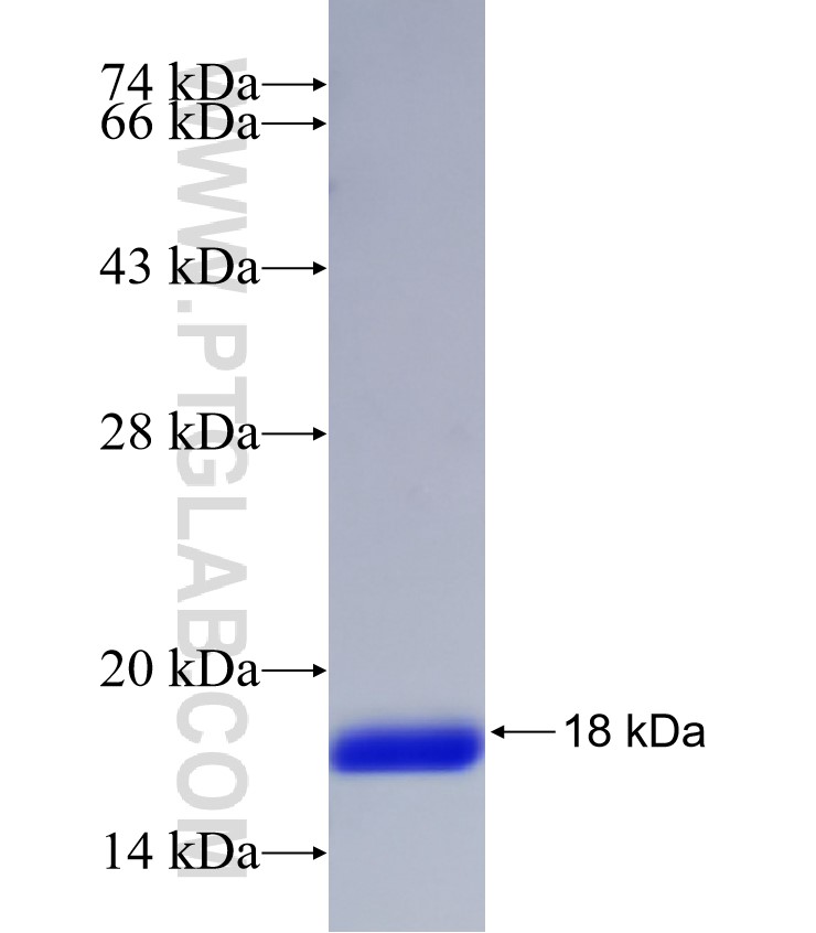 FABP1 fusion protein Ag32836 SDS-PAGE