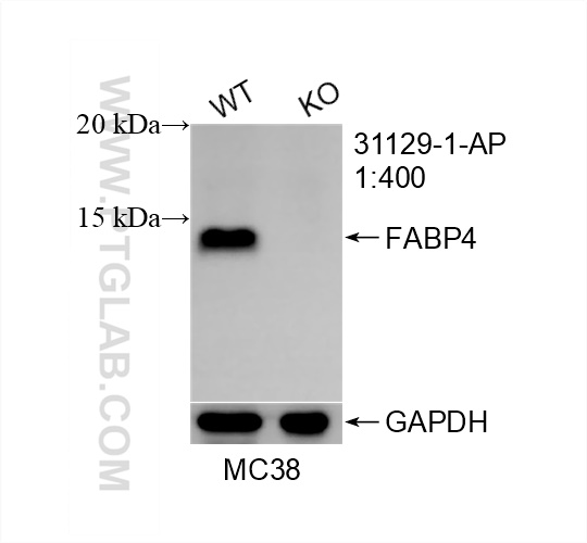 WB analysis of MC38 using 31129-1-AP