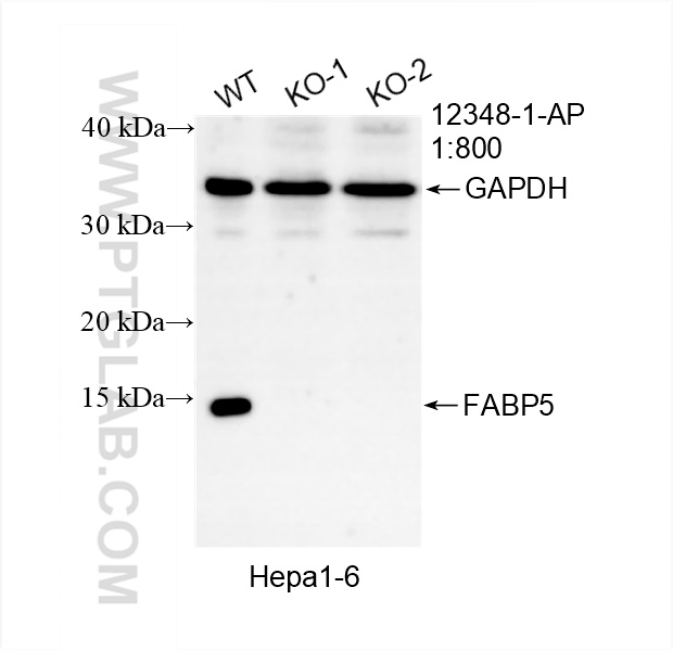 WB analysis using 12348-1-AP