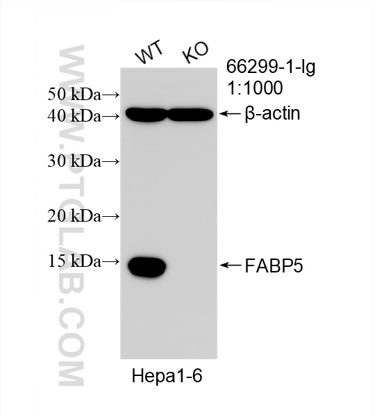 WB analysis of Hepa1-6 using 66299-1-Ig