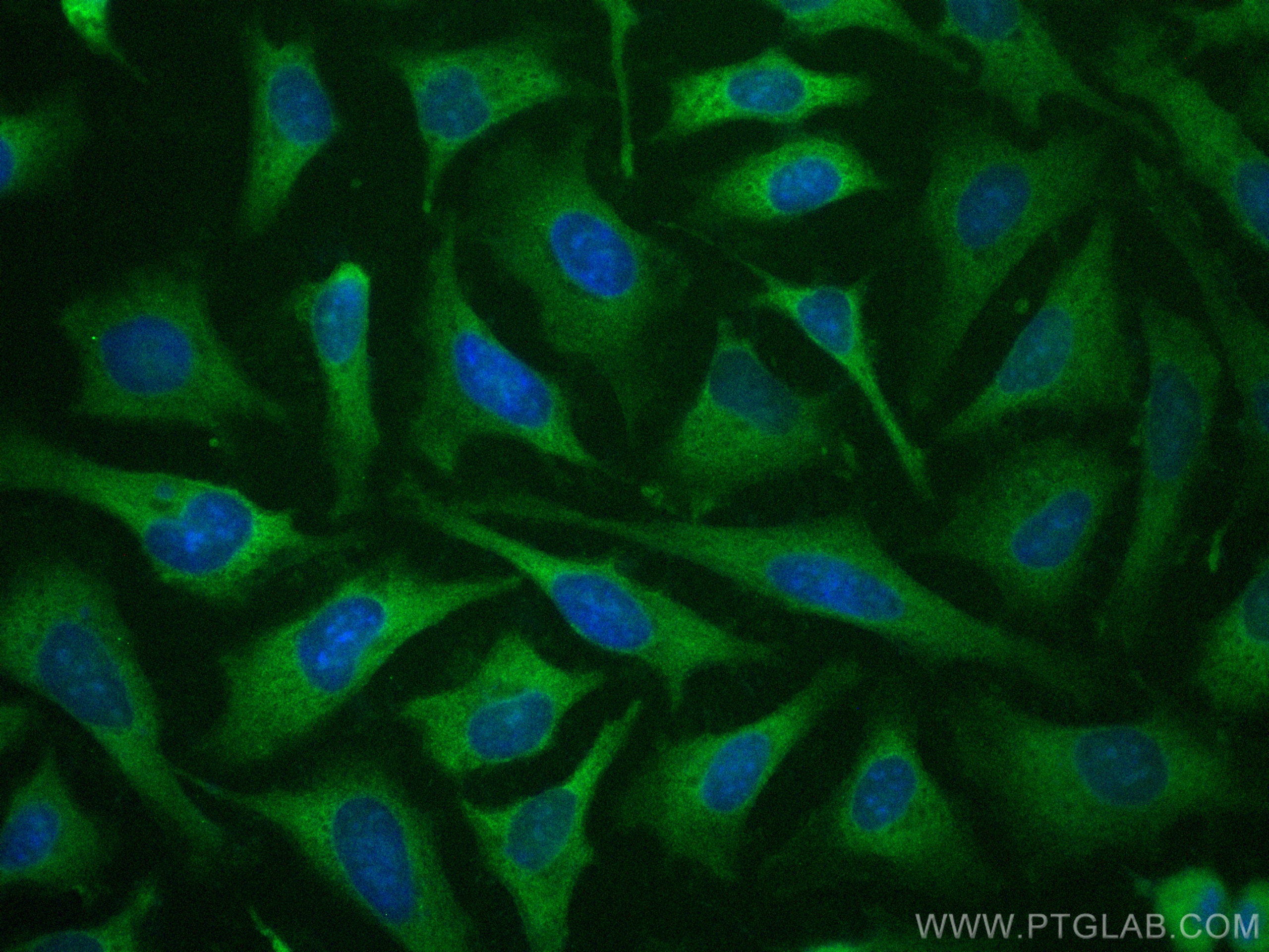 IF Staining of HeLa using CL488-12348