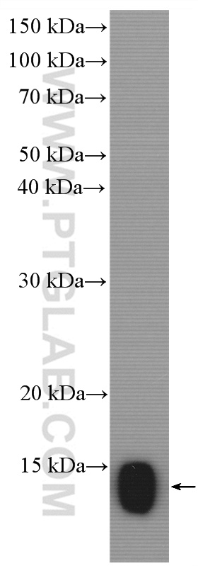 WB analysis of mouse small intestine using 13781-1-AP