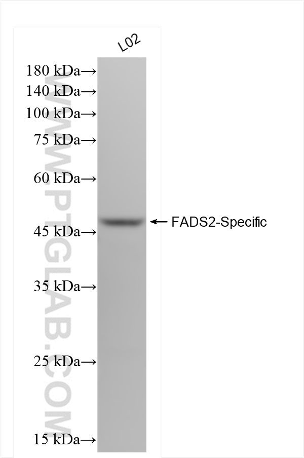 WB analysis of L02 using 84527-4-RR