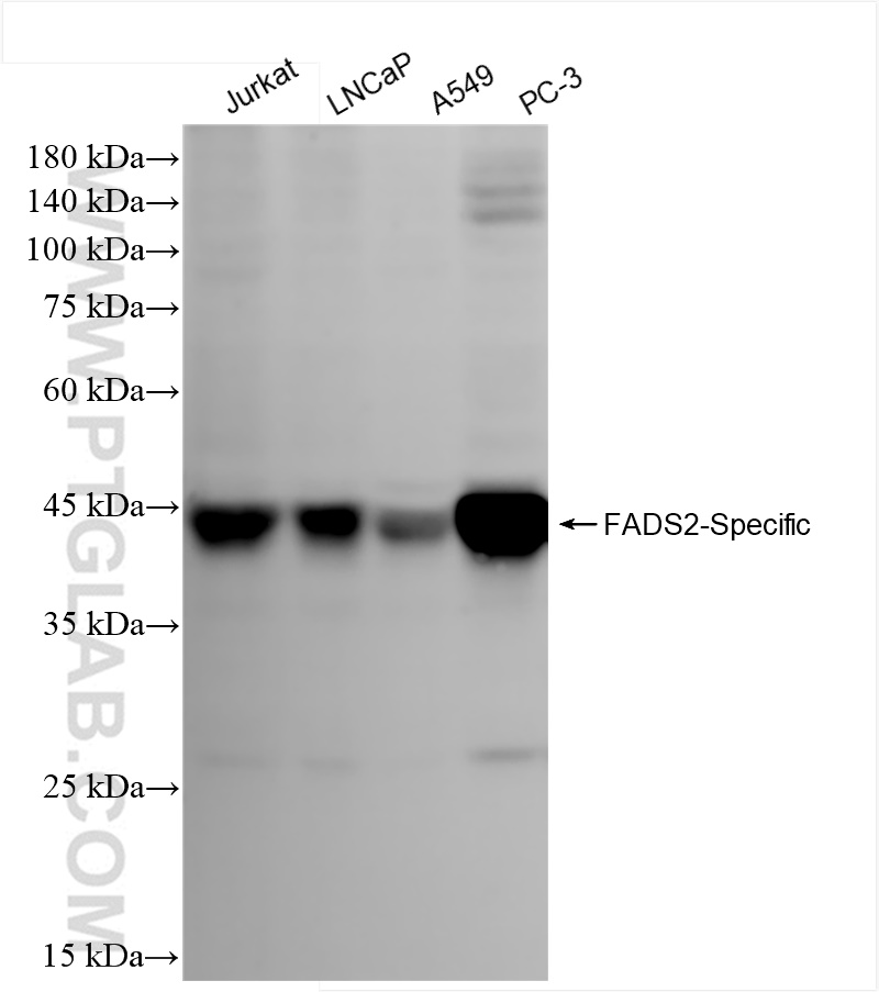 FADS2-Specific