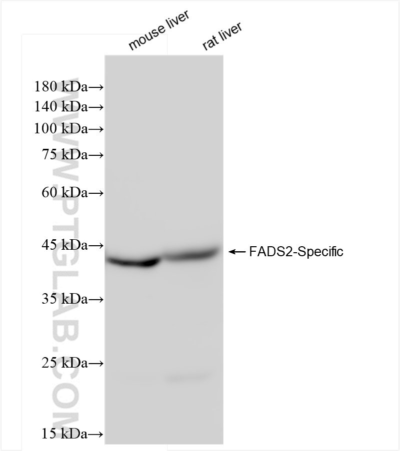 WB analysis using 84527-4-RR