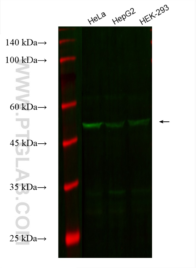 WB analysis using CL488-66629