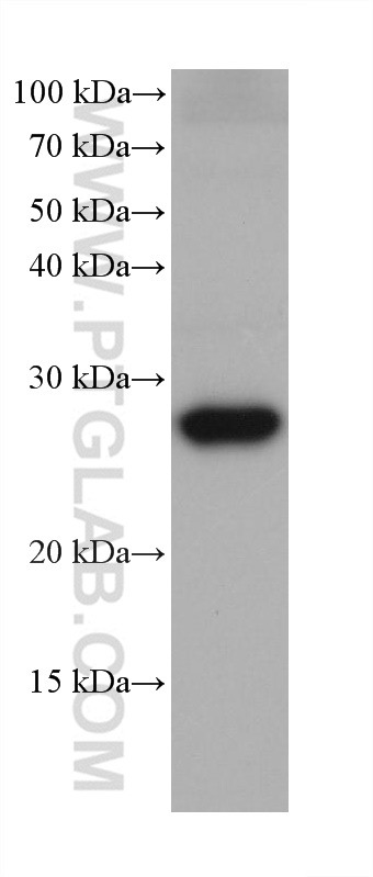 WB analysis using 68624-1-Ig